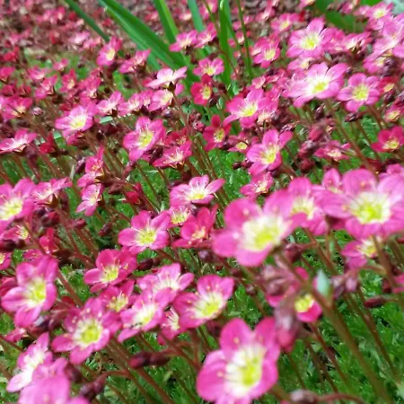 Апартаменты Bergschwalbe St. Andreasberg Санкт-Андреасберг