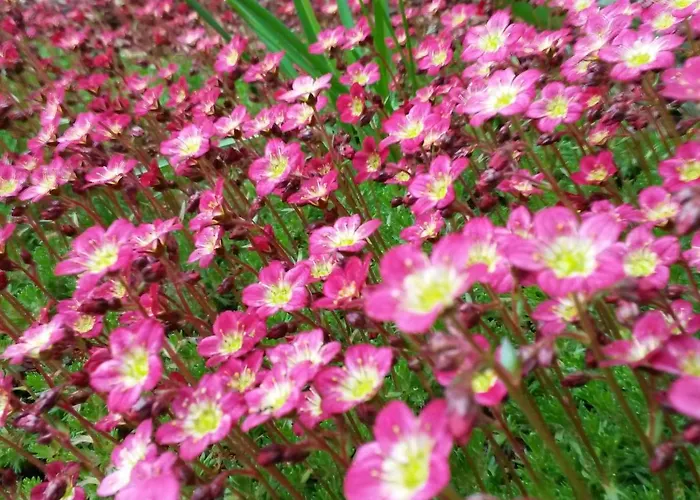 Daire Bergschwalbe St. Andreasberg Sankt Andreasberg